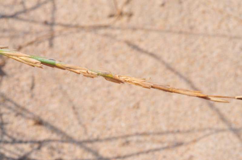 Ammophila arenaria? no, Elymus farctus